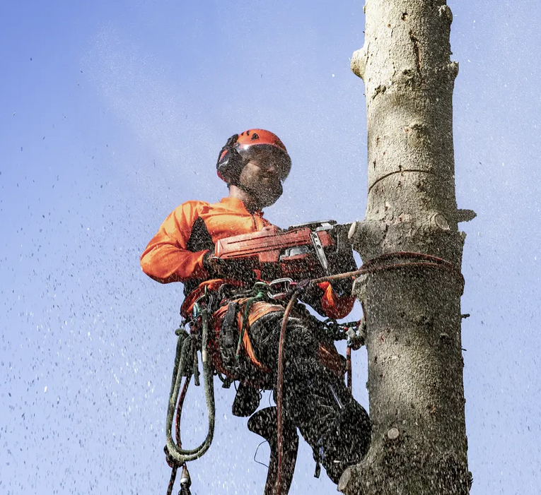 Pilarka spalinowa Husqvarna 550 XP® MARK II