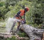 Pilarka spalinowa Husqvarna 550 XP® MARK II