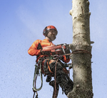 Pilarka spalinowa Husqvarna 550 XP® MARK II